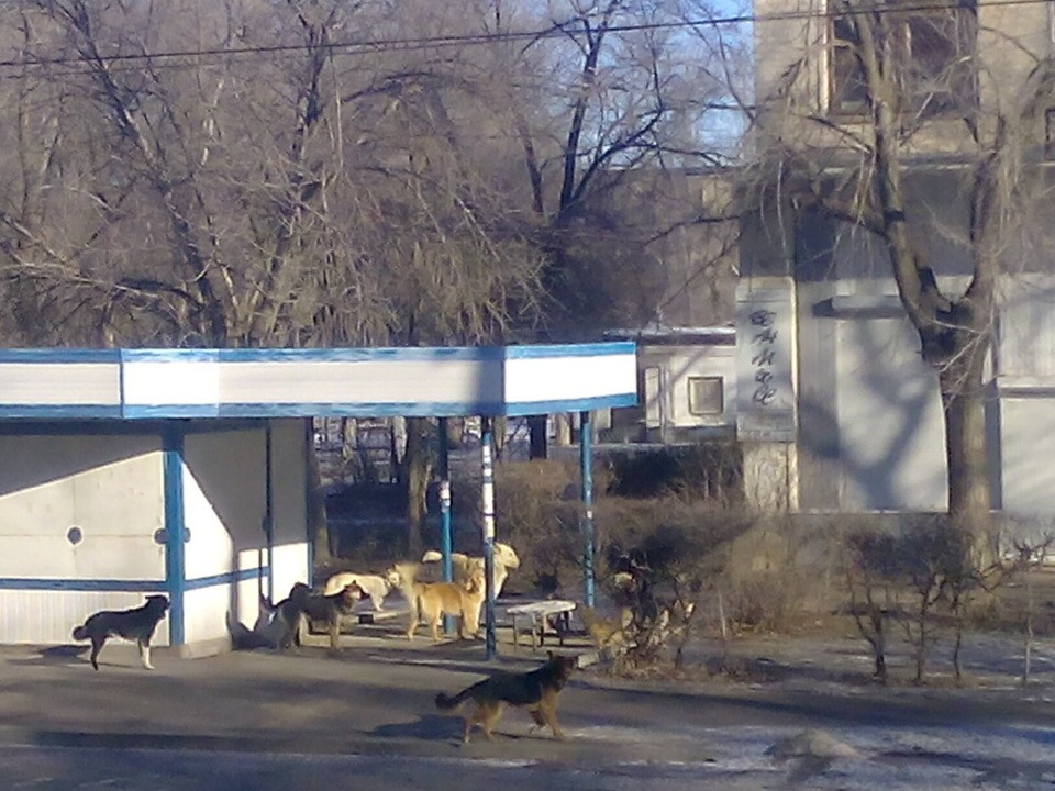 Подслушано Знаменск. Астрахань, фото с собаками военный городок.
